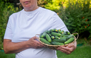 Poster - woman farmer holding a basket of cucumbers in the garden. Selective focus.