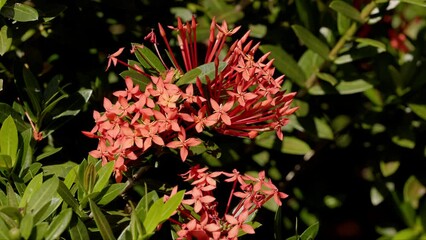 Canvas Print - Red Jungle Flame Plant Flower