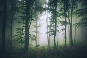 Poster - Forest landscape and morning fog in spring