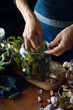 Person preparing cucumbers for pickling, fermentation in brine with the addition of dill flowers, garlic cloves and horseradish in a glass jar, close-up view