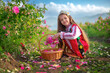 Bulgarian Rose Damascena field, Roses valley Kazanlak, Bulgaria. Girl in ethnic folklore clothing harvesting oil-bearing roses at sunrise.