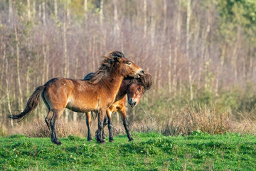 Wall Mural - Two fighting wild brown Exmoor ponies, against a forest and reed background. Biting, rearing and hitting. autumn colors in winter. Selective focus, lonely, two animals, fight, stallion, mare