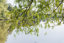 Willow Branches Hanging Down Above The Water Of Lake