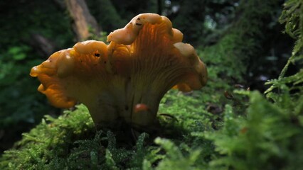 Sticker - Close-up of orange chanterelle mushroom growing among the green moss in a summer forest. One of the most delicious and healthy edible mushrooms. Macro shot. Slight dolly move. UHD 4k video