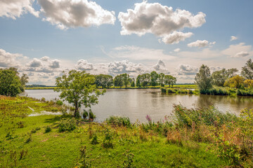 Wall Mural - Wild plants and trees on the edge of a natural pond on a sunny summer day with a blue sky and some white clouds. The photo was taken in the Dutch province of North Brabant.