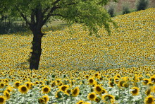 Sunflowers Growing In A Field, Monferrato, Alessandria, Piedmont, Italy