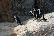Four Jackass Penguins On A Rock, Boulder Beach, Simon's Town, Western Cape, South Africa