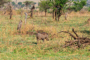 Canvas Print - Common warthog (Phacochoerus africanus) in savanna in Serengeti national park, Tanzania