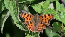 Comma Butterfly (Polygonia C-album) On A Nettle Leaf, Cleaning Its Eyes Before Flying Off. August, Kent, UK [Slow Motion X5]