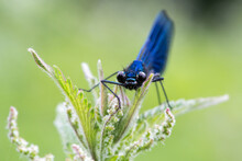 Male Banded Agrion Damselfly Perched On A Stinging Nettle
