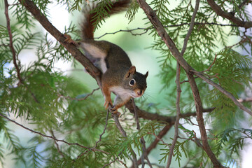 Wall Mural - red squirrel in cedar tree on branch in shaded light