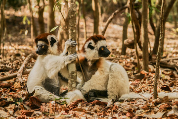 two verreaux’s sifaka together sitting on the ground