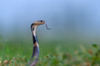 Monocled cobra ,A very poisonous and dangerous snake.