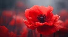 Flower Red Poppies Background, Summer, Bright Summer Fresh Flowers With Water Drops, In Blur, Fog, Flower Background For Phone, AI Generated