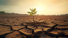 Lone Tree Sprouts On Parched Earth Symbolizing Climate Crisis 