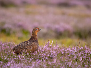 Canvas Print - Red grouse, Lagopus lagopus scotica