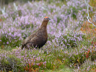 Poster - Red grouse, Lagopus lagopus scotica