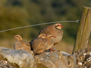 Poster - Red-legged partridge, Alectoris rufa