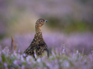 Poster - Red grouse, Lagopus lagopus scotica