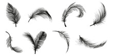 Set Of Black Feather Icon. Black Feather Collection. Set Of Detailed Majestic Feather. Feather Icon Collection