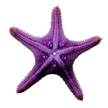 A Purple Starfish Isolated On A Transparent Background