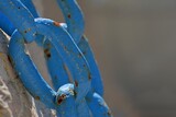 Fototapeta  - Stary niebieski łańcuch o grubych ogniwach na skale