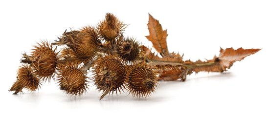 Wall Mural - A branch of dry thistle.