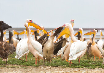 Wall Mural - Pink pelicans with chicks on the shore of Lake Manich-Gudilo in Kalmykia, Russia