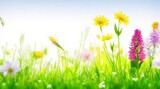 Fototapeta Na sufit - Vibrant Spring and Summer Flowers: Isolated Meadow on White Background. Generative AI.
