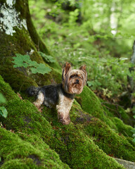 Wall Mural - dog on moss in a green forest. Yorkshire terrier in greenery. Little pet in nature
