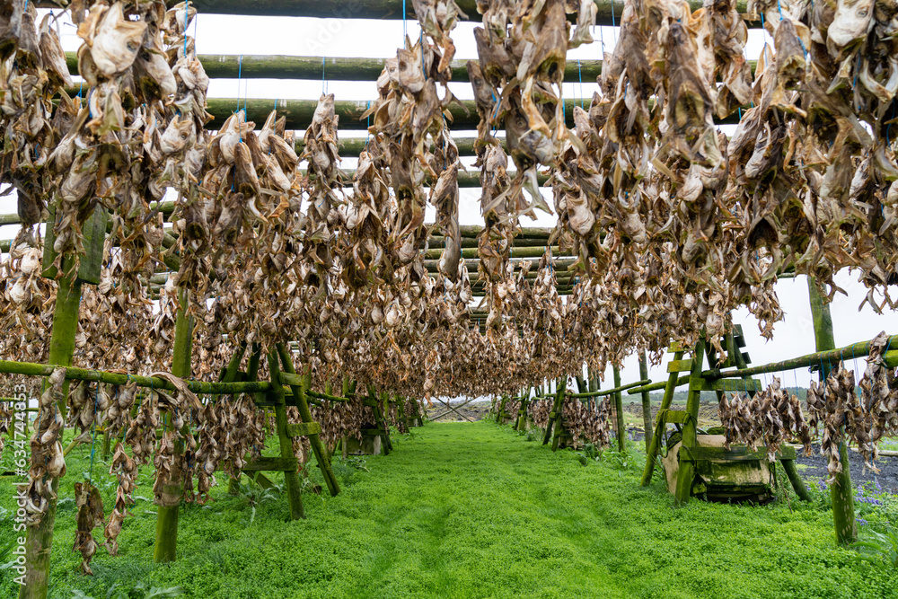 Haddock and Cod fish drying racks in Hafnarfjordur Iceland, Fish farm ...