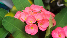 Euphorbia Milii, The Crown Of Thorns, Christ Plant, Or Christ Thorn, Is A Species Of Flowering Plant In The Spurgeon Family Euphorbiaceae. Ornamental Houseplant. Woody Succulent Subshrub Or Shrub.