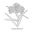 Swamp Milkweed Wildflower. Hand drawn of medicinal plant isolated. Asclepias incarnata plant in vintage linear style. Swamp Milkweed Wetland vector illustration