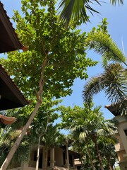 Wall Mural - Beautiful view of green trees and buildings on sunny day