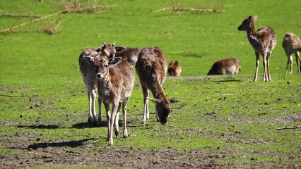 Sticker - European roe deer in nature outdoors