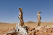 two suricates on outlook looking very watchful