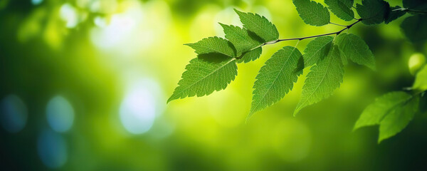 Canvas Print - Fresh leaves on summer natural green background. Eco concept, copy space