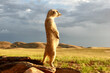 meerkat guard, suricata suricatta, standing upright watching environment, close