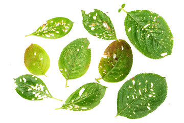  green leaves of a tree with holes on a white background