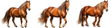 Brown Horse Isolated On Transparent Background ,race Horse Side View Realistic Photo Cut Out ,generative Ai