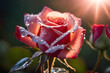 a dew drop on rose in morning with shining of sunlight broken glass effect no background stunning, Generative Ai