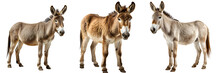 Donkey Isolated On Transparent Background ,donkey Side View Cut Out Generative Ai