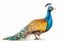 Peacock  Isolate On White Background.Generative Ai.