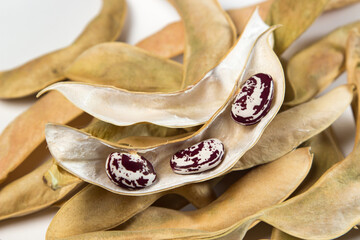 Poster - Dried bean pods on white background