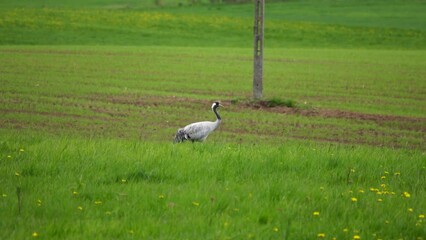 Sticker - Japanese crane in the wild