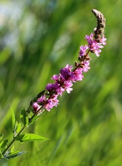 Wall Mural - small lila flowers of  birdsfoot-purple loosestrife-lythrum Salicaria wild plant close up