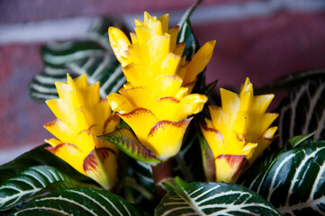 aphelandra flower. flowering nature tropic bract. macro flowering aphelandra plant. yellow exotic flower. natural flower plant. flora nature houseplant. blooming inflorescence flower in nature