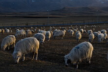 Russia. North-Eastern Caucasus. Dagestan. A Flock Of Sheep Graze Peacefully On The Slopes Of The Caucasus Mountains Against The Background Of The Last Rays Of The Evening Sun.