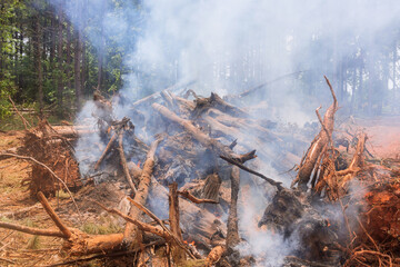 Wall Mural - Burning uprooted trees is one of first steps in preparation land for construction