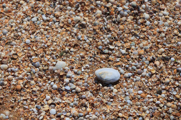 Sticker - Seashells on the seashore